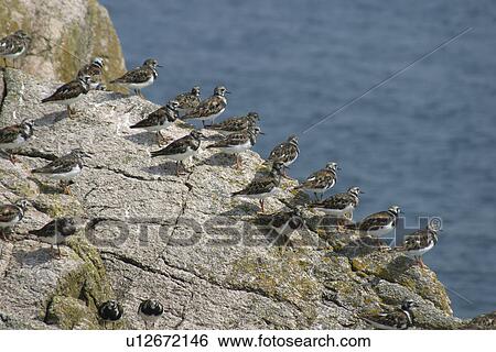 Turnstones on Les Ecrehous. Jersey, British Isles View Large Photo Image Stock Photograph - Turnstones on Les Ecrehous. Jersey, British Isles. Fotosearch