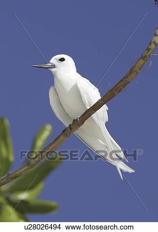Picture - White / Fairy tern (Gygis alba) resting on branch. Bird Island, Seychelles, Indian Ocean . Fotosearch