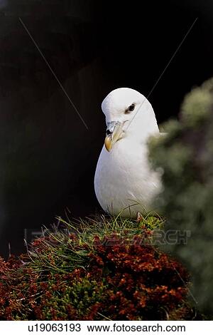 A Fulmar (Fulmarus glacialis) nesting on grass cliff habitat, Handa Island, Scotland. View Large Photo Image Stock Image - A Fulmar (Fulmarus glacialis) nesting on grass cliff habitat, Handa Island, Scotland.. Fotosearch