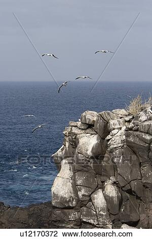 Stock Image - Adult Nazca booby (Sula grantii) nesting site on Espanola Island in the Galapagos Island Group, Ecuador. Pacific Ocean.. Fotosearch