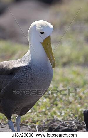 Stock Image - Adult waved albatross (Diomedea irrorata) on Espanola Island in the Galapagos Island Group, Ecuador. Pacific Ocean. This species of albatross is endemic to the Galapagos Islands.. Fotosearch