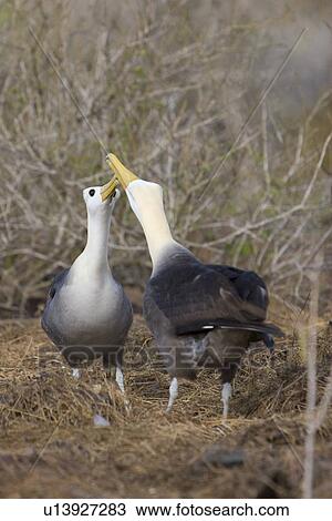 Stock Image - Adult waved albatross (Diomedea irrorata) on Espanola Island in the Galapagos Island Group, Ecuador. Pacific Ocean. This species of albatross is endemic to the Galapagos Islands.. Fotosearch
