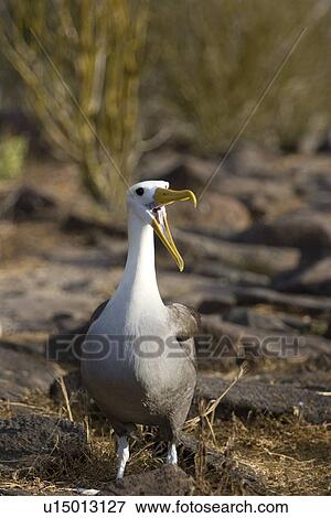 Stock Photo - Adult waved albatross (Diomedea irrorata) on Espanola Island in the Galapagos Island Group, Ecuador. Pacific Ocean. This species of albatross is endemic to the Galapagos Islands.. Fotosearch