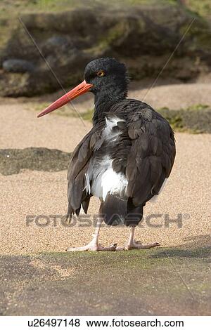 American oystercatcher (Haematopus ostralegus) along the shoreline on Bartolome Island in the Galapagos Island Group, Ecuador. Pacific Ocean. View Large Photo Image Stock Photo - American oystercatcher (Haematopus ostralegus) along the shoreline on Bartolome Island in the Galapagos Island Group, Ecuador. Pacific Ocean.. Fotosearch
