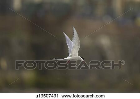Stock Image - Arctic Tern (Sterna paradisaea) flying in Oban town centre with fish in mouth. Oban. Argyll. Scotland, UK. Fotosearch