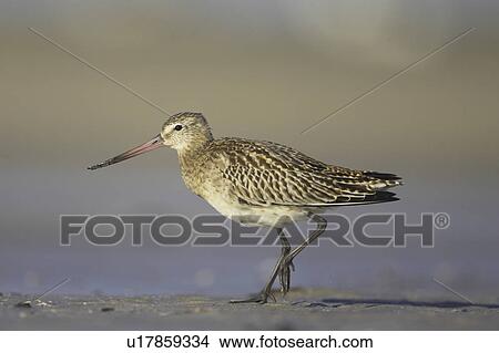 Picture - Bar-Tailed Godwit (Limosa lapponica) walking while foraging for food on beach, back foot up. Gott Bay, Argyll,. Scotland, UK. Fotosearch
