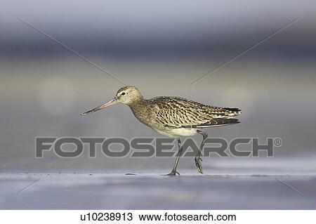 Bar-Tailed Godwit (Limosa lapponica) walking while foraging for food on beach, back foot up. Gott Bay, Argyll, Scotland, UK View Large Photo Image Stock Image - Bar-Tailed Godwit (Limosa lapponica) walking while foraging for food on beach, back foot up. Gott Bay, Argyll, Scotland, UK. Fotosearch