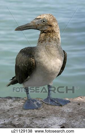 Stock Photo - Booby Santa Cruz. Galapagos.. Fotosearch