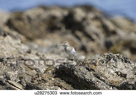 Stock Image - Common Sandpiper (Actitis hypoleucos) on rocky marine foreshore. Hebrides, Scotland.. Fotosearch