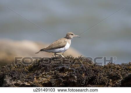 Common Sandpiper (Actitis hypoleucos) on rocky marine foreshore. Hebrides, Scotland. View Large Photo Image Stock Image - Common Sandpiper (Actitis hypoleucos) on rocky marine foreshore. Hebrides, Scotland.. Fotosearch