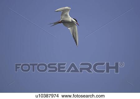 Common Tern (Sterna hirundo) flying in Oban town centre while fishing. Oban, Argyll. Scotland, UK View Large Photo Image Picture - Common Tern (Sterna hirundo) flying in Oban town centre while fishing. Oban, Argyll. Scotland, UK. Fotosearch
