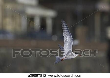 Stock Image - Common Tern (Sterna hirundo) flying in Oban town centre while fishing. Oban. Argyll, Scotland, UK. Fotosearch