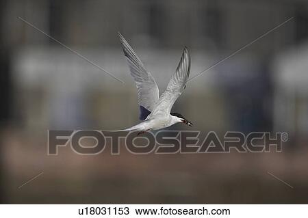 Common Tern (Sterna hirundo) flying with fish in mouth in Oban town centre while fishing. Oban. Argyll, Scotland, UK View Large Photo Image Stock Image - Common Tern (Sterna hirundo) flying with fish in mouth in Oban town centre while fishing. Oban. Argyll, Scotland, UK. Fotosearch