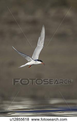 Common Tern (Sterna hirundo) flying with fish in mouth in Oban town centre while fishing. Oban, Argyll. Scotland, UK View Large Photo Image Stock Photo - Common Tern (Sterna hirundo) flying with fish in mouth in Oban town centre while fishing. Oban, Argyll. Scotland, UK. Fotosearch