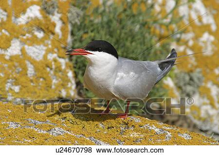Stock Photo - Common Tern (Sterna hirundo), Jersey, British Isles. Fotosearch