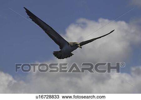 Stock Image - Cory's shearwater, Calonectris diomeda, flying off the Azores. Fotosearch