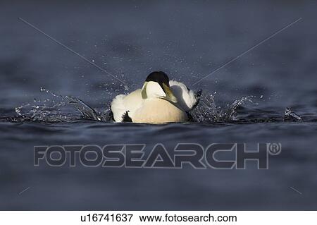 Eider Drake (Somateria mollissima) cleaning itself in water. Eiders raft together in winter, the males all squabbling together, preening, diving and flapping. Eiders come from all over to raft together, Scotland View Large Photo Image Stock Photo - Eider Drake (Somateria mollissima) cleaning itself in water. Eiders raft together in winter, the males all squabbling together, preening, diving and flapping. Eiders come from all over to raft together, Scotland. Fotosearch