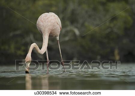 Galapagos Flamingo (Phoenicopterus ruber). Galapagos. View Large Photo Image Picture - Galapagos Flamingo (Phoenicopterus ruber). Galapagos.. Fotosearch