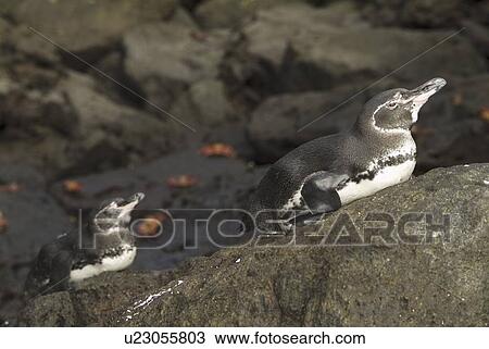 Stock Image - Galapagos penguin (Spheniscus mendiculus). Galapagos.. Fotosearch