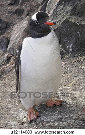 Gentoo penguin (Pygoscelis Papua) Paradise Bay, Antarctic Peninsula View Large Photo Image Stock Image - Gentoo penguin (Pygoscelis Papua) Paradise Bay, Antarctic Peninsula. Fotosearch