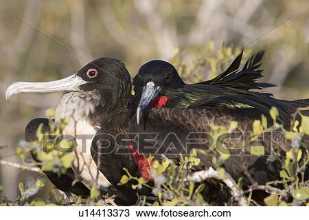 Stock Image - Great frigate bird (Fregata minor) nesting and breeding site on North Seymour Island in the Galapagos Island Group, Ecuador. Pacific Ocean.. Fotosearch
