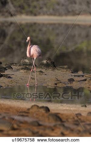 Stock Photo - Greater flamingo (Phoenicopterus ruber) foraging for small pink shrimp (Artemia salina) in saltwater lagoons in the Galapagos Island Group, Ecuador. Pacific Ocean.. Fotosearch
