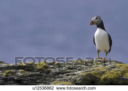 Horned puffin (Fratercula arctica). Hebrides, Scotland View Large Photo Image Stock Image - Horned puffin (Fratercula arctica). Hebrides, Scotland. Fotosearch