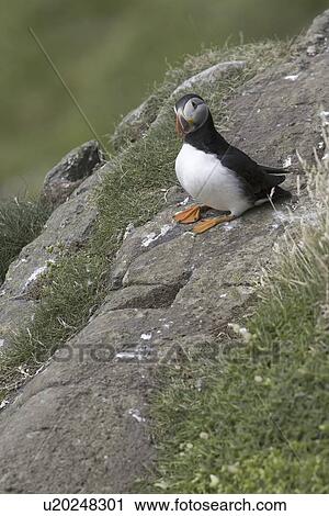 Horned puffin (Fratercula arctica). Hebrides, Scotland View Large Photo Image Stock Image - Horned puffin (Fratercula arctica). Hebrides, Scotland. Fotosearch