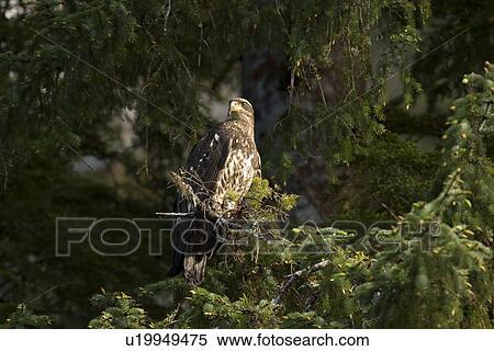 Stock Photography - Juvenile bald eagle (Haliaeetus leucocephalus) in Takatz Bay on Baranof Island, Southeast Alaska, USA. Note the brown coloration of the juvenile bald eagle, it is five years until the characteristic white head and tail of the adult coloration takes place.. Fotosearch