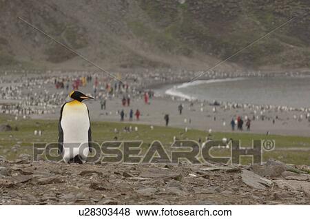 Stock Photo - King Penguin (Aptenodytes patagonica) with tourists in background. St Andrews Bay, South Georgia. Fotosearch