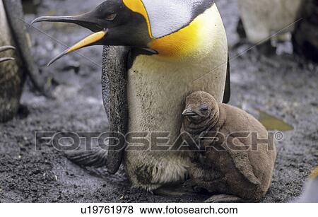 Stock Photo - King Penguin (Aptenodytes Patagonicus) protecting its chick. Sandy Bay, Macquarie Island, Subantarctic Australia.. Fotosearch
