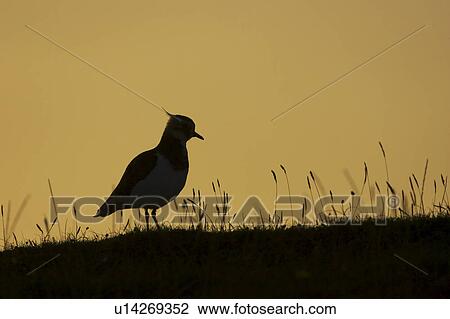 Stock Image - Lapwing (Vanellus vanelllus) silhouetted against a setting sun. Scarinish, Argyll, Scotland, UK. Fotosearch
