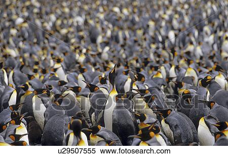 Large colony of King Penguins (Aptenodytes Patagonicus). Sandy Bay, Macquarie Island, Subantarctic Australia. View Large Photo Image Stock Photography - Large colony of King Penguins (Aptenodytes Patagonicus). Sandy Bay, Macquarie Island, Subantarctic Australia.. Fotosearch