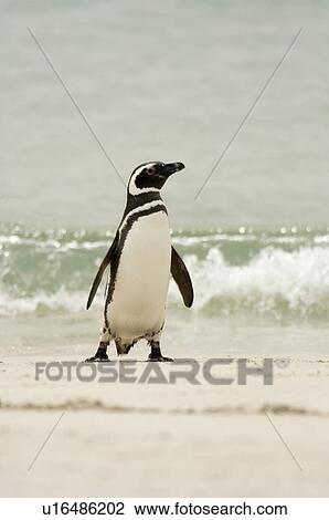 Stock Image - Magellanic Penguin (Spheniscus magellanicus) on beach. Bleaker Island, Falkland Islands. Fotosearch