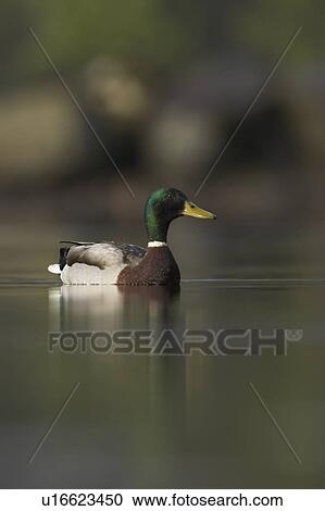Mallard male (Anas paltyrhynchos) portrait with reflection in early morning light on Loch Etive, Scotland View Large Photo Image Stock Image - Mallard male (Anas paltyrhynchos) portrait with reflection in early morning light on Loch Etive, Scotland. Fotosearch