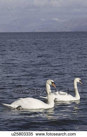 Mute swan (Cygnus olor) at sea, Ben Nevis in background. Most people might associate swans with a freshwater environment but they can also be seen in a marine setting. Hebrides, Scotland View Large Photo Image Stock Photography - Mute swan (Cygnus olor) at sea, Ben Nevis in background. Most people might associate swans with a freshwater environment but they can also be seen in a marine setting. Hebrides, Scotland. Fotosearch
