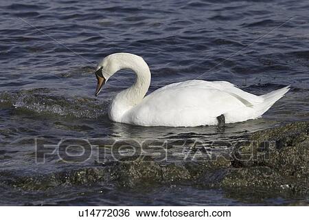 Mute swan (Cygnus olor) at sea. Most people might associate swans with a freshwater environment but they can also be seen in a marine setting. Hebrides, Scotland View Large Photo Image Stock Photograph - Mute swan (Cygnus olor) at sea. Most people might associate swans with a freshwater environment but they can also be seen in a marine setting. Hebrides, Scotland. Fotosearch