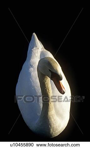 Mute swan (Cygnus olor) on lake in evening sun. UK View Large Photo Image Stock Image - Mute swan (Cygnus olor) on lake in evening sun. UK. Fotosearch