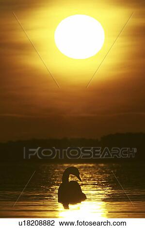 Stock Image - Mute Swan (Cygnus olor) silhouetted against rising sun Angus Scotland, UK. Fotosearch