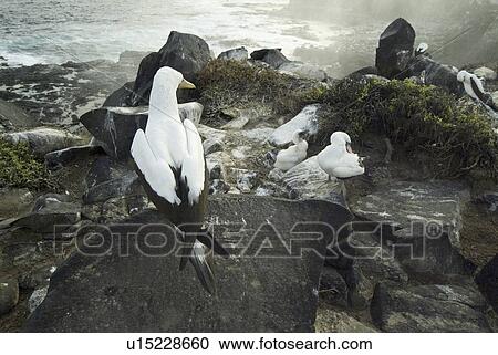 Stock Image - Nazca boobies at espanola blowhole. Galapagos.. Fotosearch