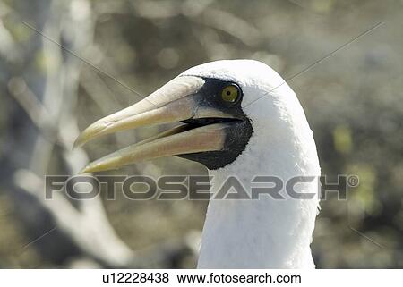Stock Photo - nazca (masked) booby (Sula dactylatra). Galapagos.. Fotosearch