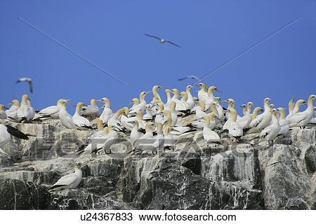 Stock Image - (Northern) Gannet (Morus bassanus), breeding gannet colony, Grassholm. Grassholm, Pembrokeshire, Wales, UK. Fotosearch