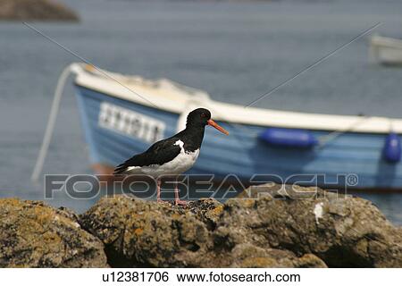 Stock Photograph - Oystercatcher Haematopus ostralaus, Les Ecrehous, Jersey, British Isles. Fotosearch