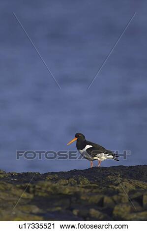 Oystercatcher (Haematopus ostralegus) on rock with blue sea as background Argyll Scotland, UK View Large Photo Image Stock Image - Oystercatcher (Haematopus ostralegus) on rock with blue sea as background Argyll Scotland, UK. Fotosearch