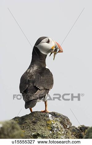 Stock Photo - Puffin (Fratercula arctic) with beakful of sand eels. May Isle, Firth of Forth, Scotland, UK. Fotosearch