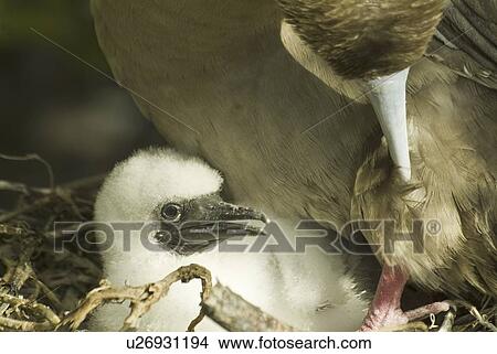 Picture - Red-footed booby (Sula sula). Galapagos.. Fotosearch