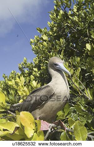 Stock Image - Red-footed booby (Sula sula). Galapagos.. Fotosearch