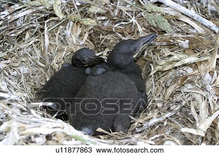 Shag chicks. Phalacrocorax aristotelis, Sark, British Isles View Large Photo Image Stock Image - Shag chicks. Phalacrocorax aristotelis, Sark, British Isles. Fotosearch