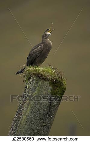Stock Image - Shag (Phalacrocorax aristotelis) portrait on old pier support. Taken at the top of Loch Etive in Glen Etive on an old pier. Shags feathers are not fully waterproof so they spend a lot of time preening and drying out of the water. Scotland. Fotosearch