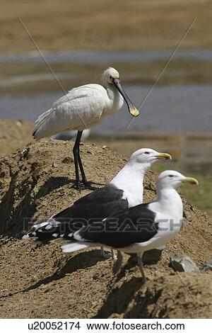 Spoonbill and Black Back Gulls. Jersey, British Isles View Large Photo Image Picture - Spoonbill and Black Back Gulls. Jersey, British Isles. Fotosearch